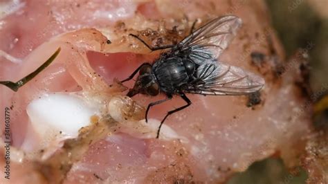 Video The Housefly Is A Fly Of The Suborder Cyclorrhapha It Is