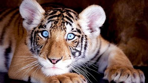 White Siberian Tiger Cubs With Blue Eyes