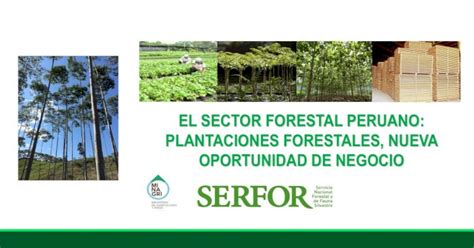 EL SECTOR FORESTAL PERUANO PLANTACIONES FORESTALES PLANTACIONES