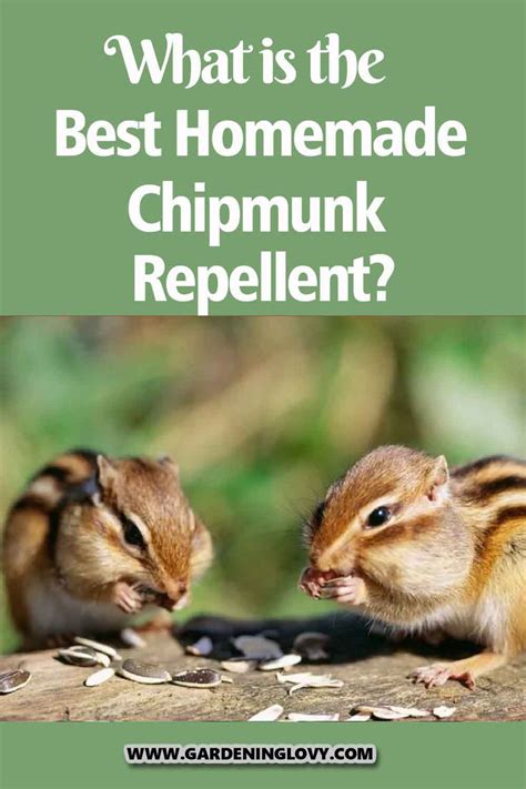 What Is The Best Homemade Chipmunk Repellent Chipmunk Repellent