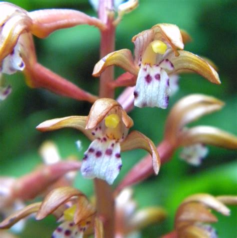 Spotted Coral Root Orchid Flower Essence - Tree Frog Farm | Flower