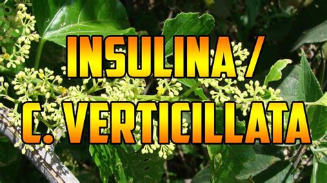 Para Que Sirveinsulina Plantabeneficioshipoglucemiante Natcissus