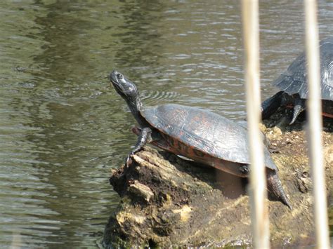 Northern Red Bellied Cooter From Sussex County DE USA On April 6