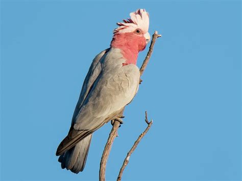 Galah - eBird