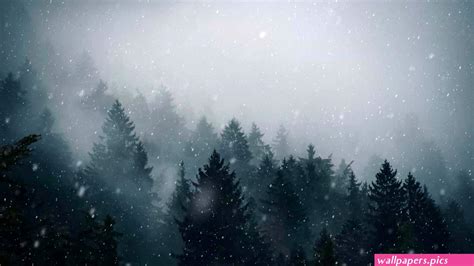 Wallpaper fog 5k 4k wallpaper trees forest Nature 12603 | Wallpapers.Pics