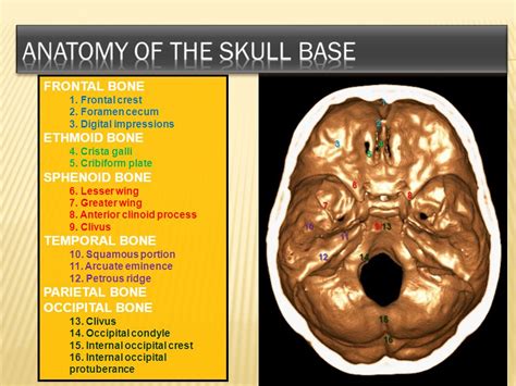 Foramen Cecum Skull