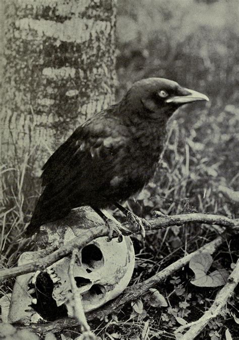 biomedicalephemera: American Crow - Corvus... - Biomedical Ephemera, or ...