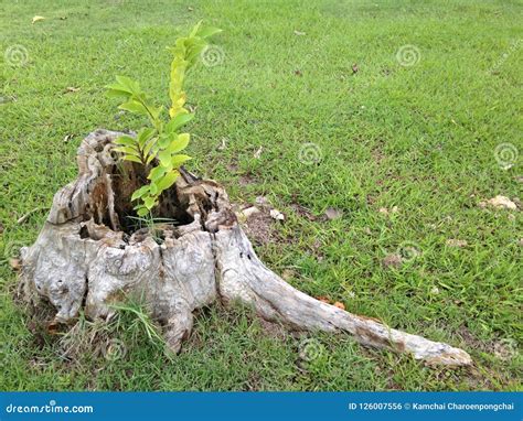 Young Plant Growing Over Dead Tree Stump Stock Photo Image Of Little