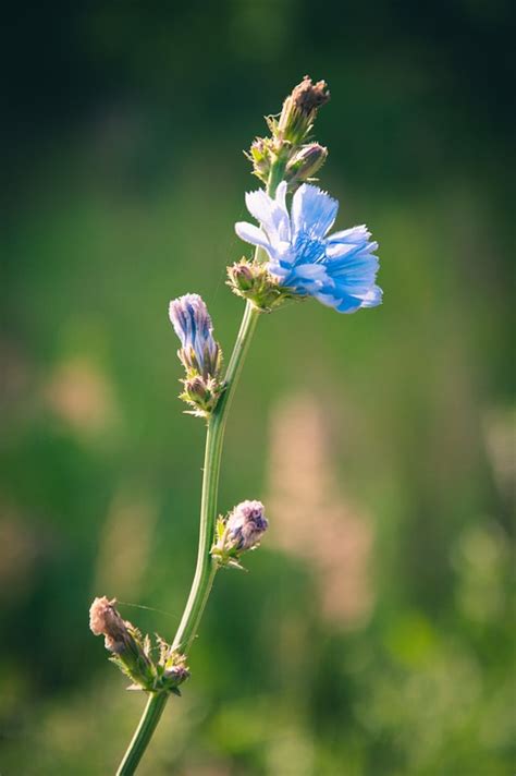 Chicory Flowers Wild - Free photo on Pixabay - Pixabay