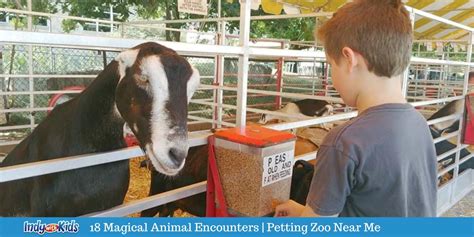 Petting Zoo Near Me 18 Magical Animal Encounters