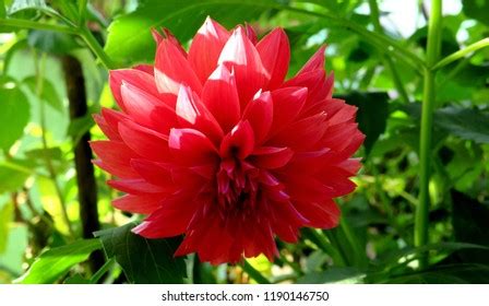 1 Genda flower full 4k Images, Stock Photos & Vectors | Shutterstock