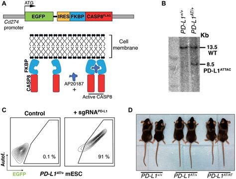 Generation Of An Inducible Suicidal Mouse Model Of PD L1 PD L1 ATTAC