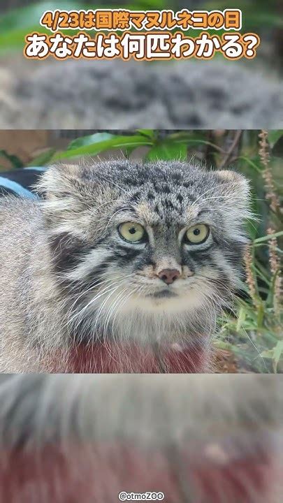 4月23日は国際マヌルネコの日♪あなたは日本のマヌル何匹わかる？ どアップ集 International Pallass Cat Day