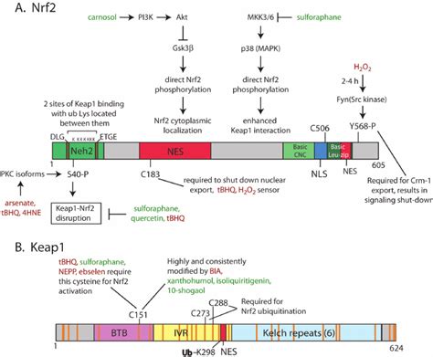 Primary Sequences Of A Nrf2 And B Keap1 With Proposed Regulatory