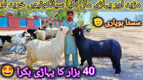 Big Pahari Goat Rates Qurbani Collection K Bara Mall Sasta