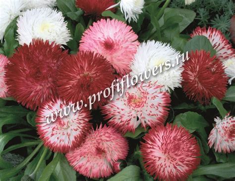 Маргаритка Хабанера