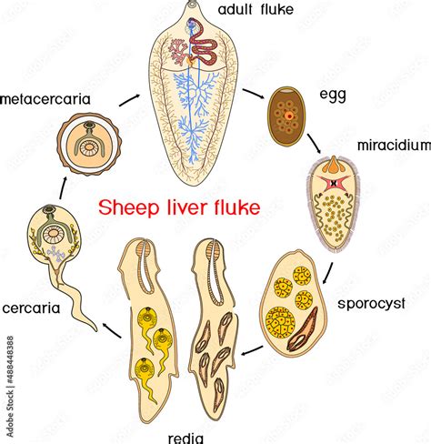 Photo Art Print Life Cycle Of Sheep Liver Fluke Fasciola Hepatica