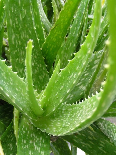 Aloe vera | Diseases and Pests, Description, Uses, Propagation