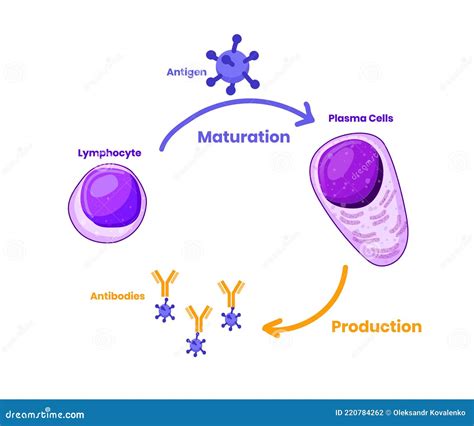 Plasma Cells Structure Vector Illustration | CartoonDealer.com #123312530