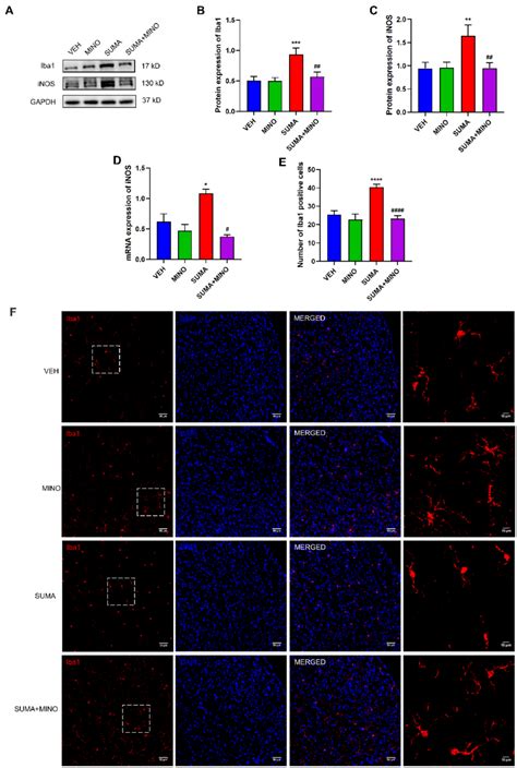 Inhibiting Microglial Activation With The Microglial Inhibitor