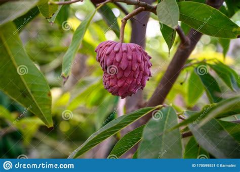 Ripe Rare Hybrid Tropical Fruit Red Israel Atemoya Growing On Tree Stock Image Image Of