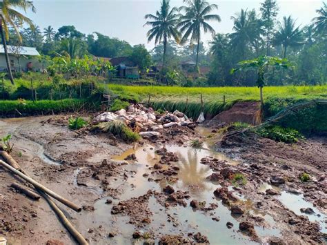 Dua Hektar Sawah Dan Kolam Ikan Di Ciptaharja Rusak Karena Diterjang