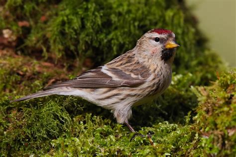 Lesser Redpoll By Clive Daelman Birdguides