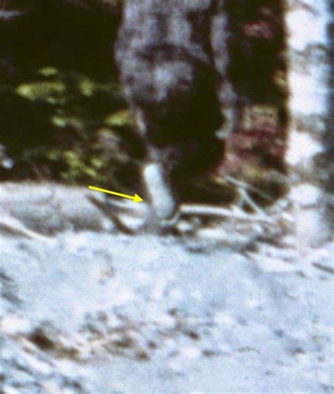 Film analysis of frame 61 of the Patterson Bigfoot video reveals exciting new evidence - Altered ...