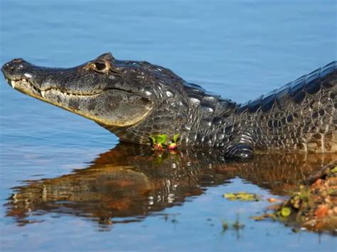 Caiman Crocodile: Care Guide & Species Profile - Everything Reptiles