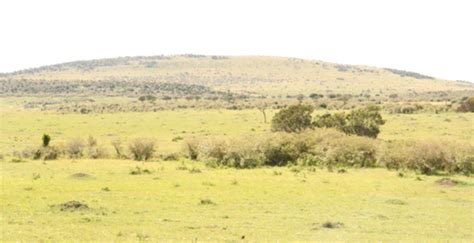 Maasai Mara: Landscape Wonder at its Finest - School for Field Studies