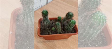 Кактусы купить в Самаре | Товары для дома и дачи | Авито