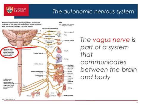 The autonomic nervous system The