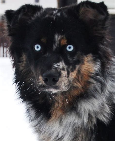 Blue Eyes in Non-Merles - Australian Shepherd Health & Genetics Institute