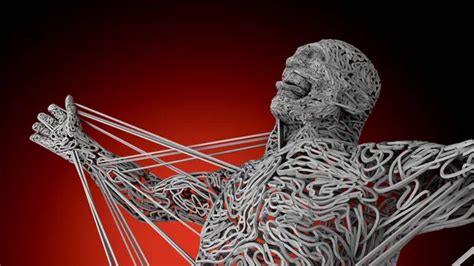 Human framework Stock Photos, Royalty Free Human framework Images ...