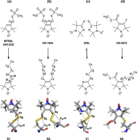 Structures Of Spin Labeling Reagents And Reaction Products With