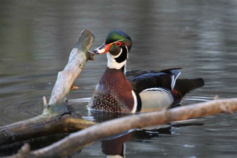 Free picture: sponsa, male, wood, duck, breeding, plumage, swimming