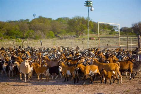 Neely Sawyer Heritage Pure Spanish Goats Midwest Buck Sale