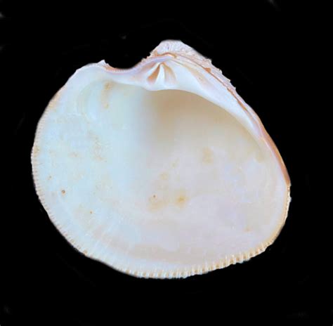 Gnidia Venus Clam Shell Mexican