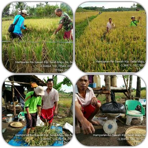 Cara Menghitung Ubinan Perkiraan Produksi Panen Padi Sawah