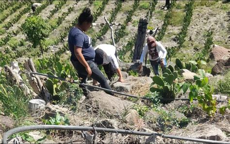 Madres Buscadoras Hallan Primeros Restos Humanos De En Jalisco