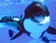 Puget Sound Orcas, Now An Endangered Subspecies