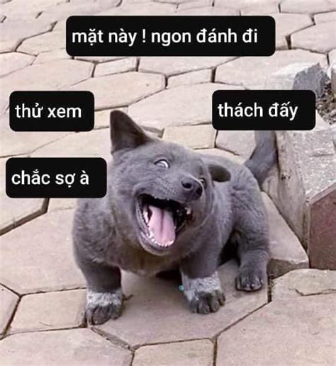 Meme Là Gì Top Meme Thịnh Hành Trên Mạng Xã Hội Hiện Nay