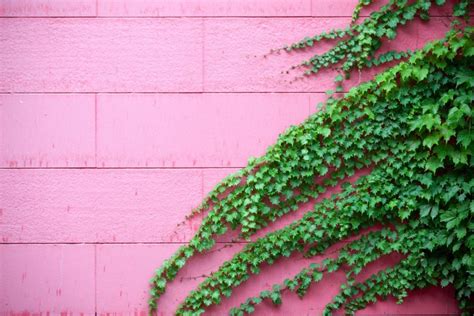 Conheça a hera japonesa uma ótima planta trepadeira para cultivar em