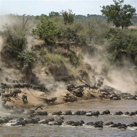 Days Serengeti Migration Safari Uphill Treks And Safaris