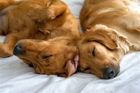 Why Do My Dogs Sleep Together