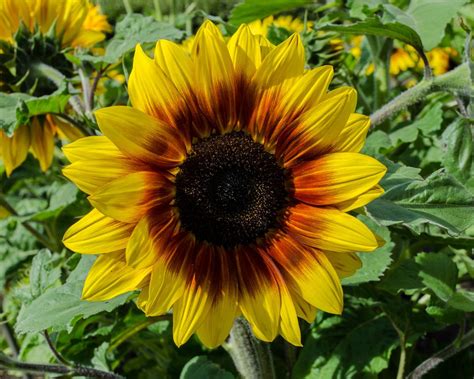 When to plant sunflower seeds: for an eye-catching display | Homes ...