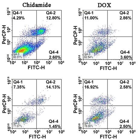 CHI Treatment Increased The Sensitivity Of Both MCF 7 And T47D Cells To