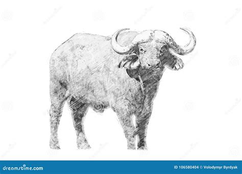 Buffalo. Sketch with Pencil Stock Illustration - Illustration of ...