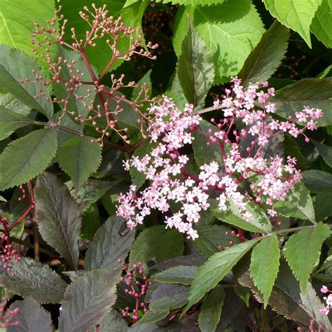 Sambucus Nigra Thundercloud Sureau à Feuilles Rouge Pourpre à Noir