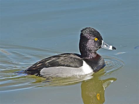 Ring-neck Duck Male in pond - Birds and Blooms